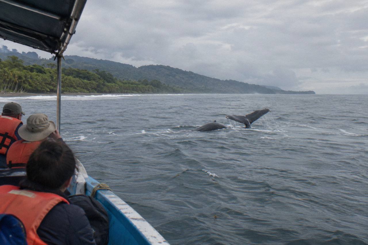 Uvita: Whale Watching in the Ballena National Marine Park