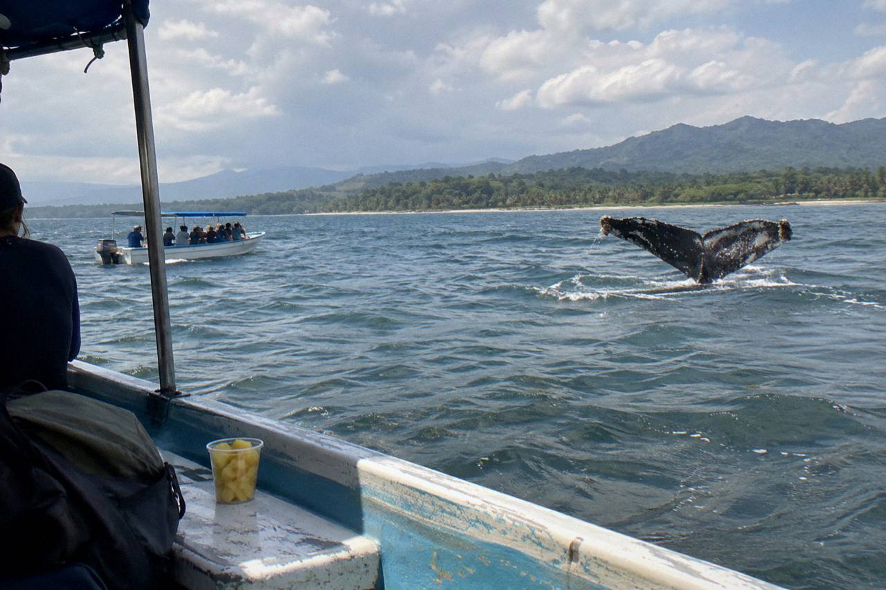 Whale Watching at the Marino Ballena National Park